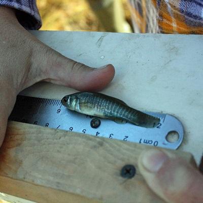 fish being measured