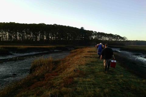 Volunteers walk along a stretch of salt marsh carrying mussel collection equipment.