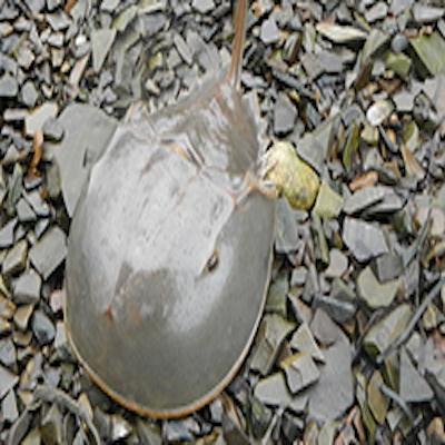 horseshoe crab