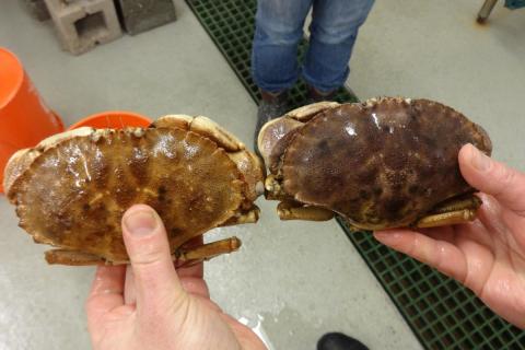2 Jonah crabs
