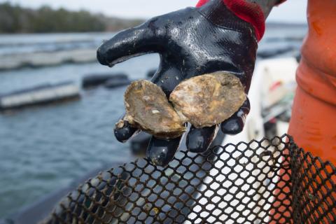 Holding oysters