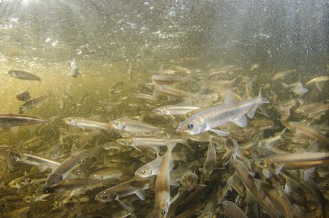 A school of Rainbow Smelt in a river