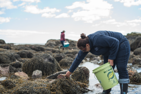 people foraging for seaweed