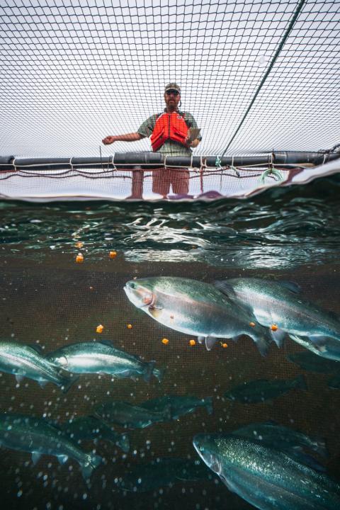 Steelhead trout swim in a net pen as a researcher tosses in food pellets