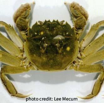 a close up, top down photo of a Chinese mitten crab, a squat greenish crab, photo credit to Lee Mecum