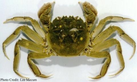 A close up, top down view of a Chinese Mitten Crab, a squat greenish yellow crab with short claws