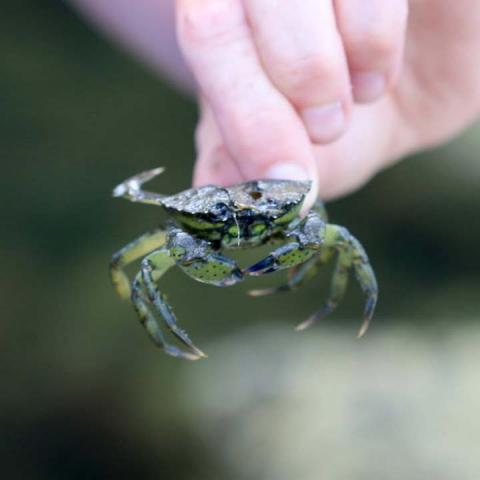 A hand holding a green crab with a broken shell, possibly an empty molt