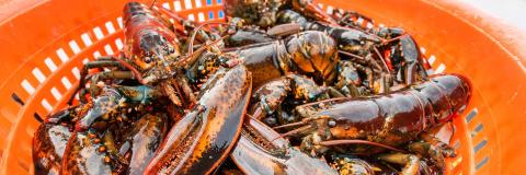 An image of lobsters in an orange bucket after being caught on a lobster boat