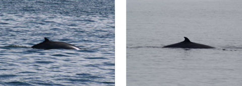 photo collage of two minke whale fins surfacing above the water