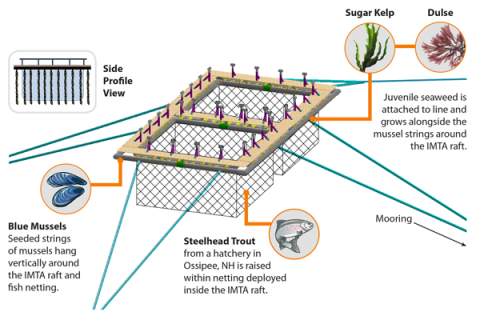a graphic depicting and describing the function and products of the Aquafort multitrophic aquaculture platform