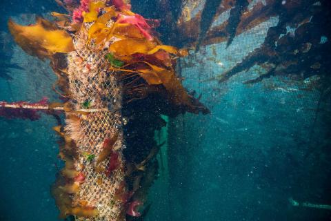 A photograph of a mussel line thick with mussels, wrapped in netting and partially covered in kelp and algae, with nets full of fish in the background on the aquafort