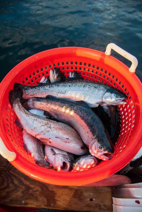 Several steelhead trout lie in an orange tote after harvest