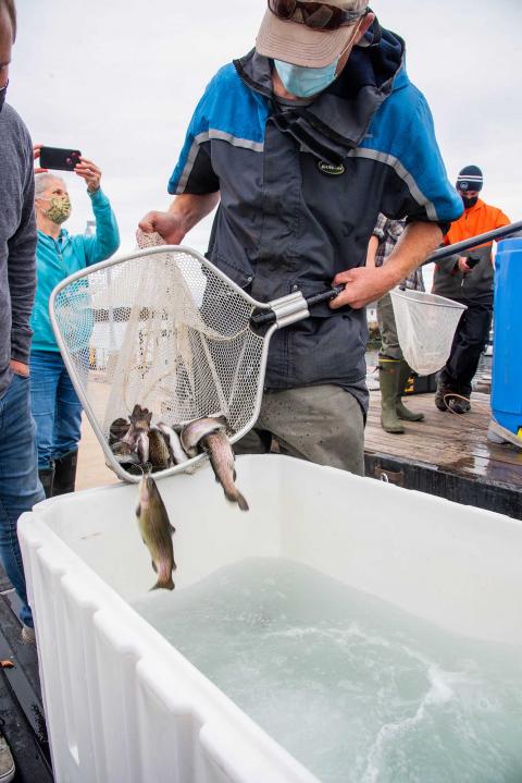 A researcher empties a net of young steelhead trout into a tank