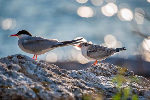 An adult and juvenile common tern stand next to each other on rocks with water in the background
