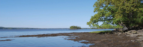 Calm shoreline scene with green trees overhanging the water's edge and brown seaweed on the rocks