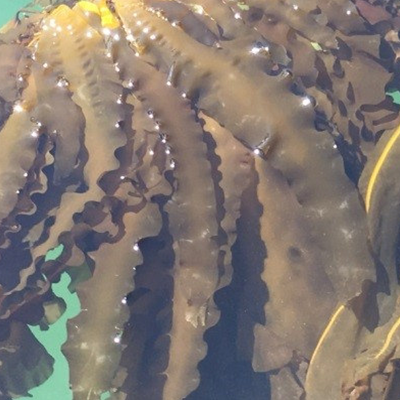 sugar kelp, long brown ribbony strips of seaweed