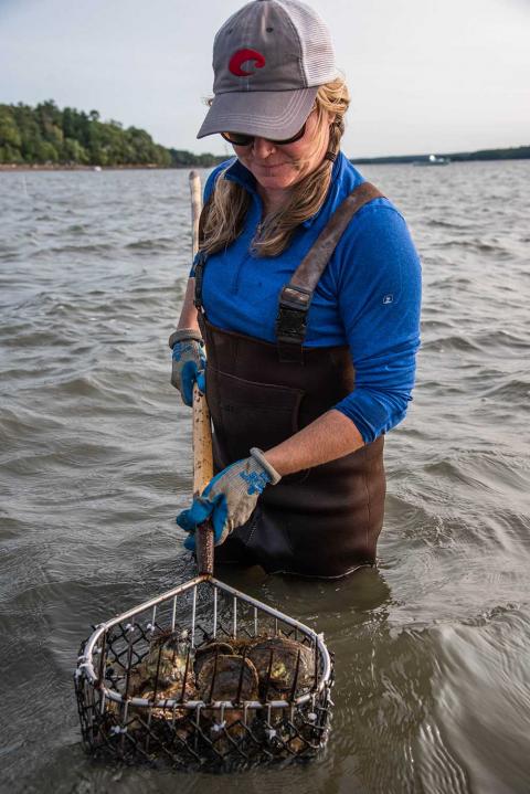 Oyster farmer Krystin Ward stands waist deep in water holding an oyster rake full of oysters