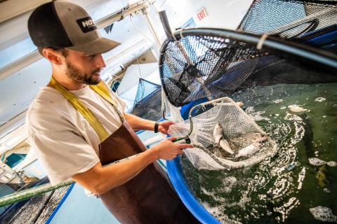 Researcher Linas Kenter empties a net of juvenile striped bass into a tank