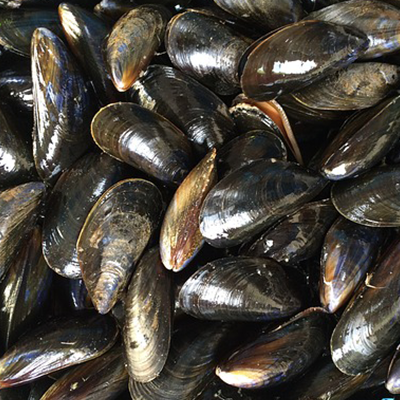 a closeup photo of blue mussels