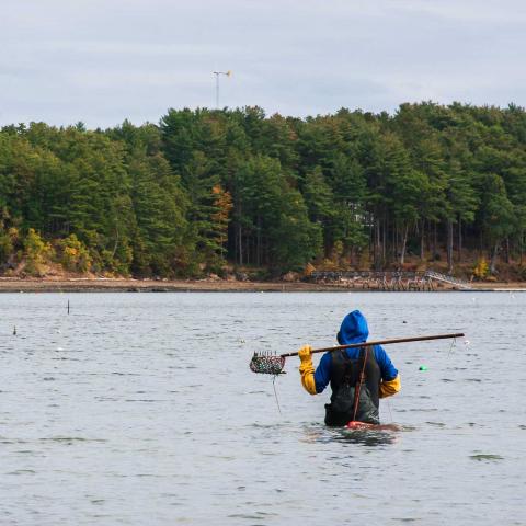 An oyster farmer in a blue hoodie and yellow gloves walks away from the viewer, waist deep in Great Bay holding an oyster rake