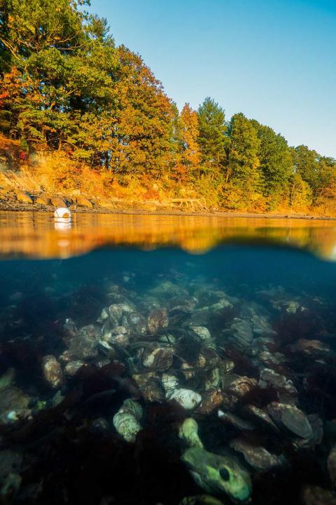 A view of an oyster reef and the coastline behind it, a tree line rich with fall colors of orange and red