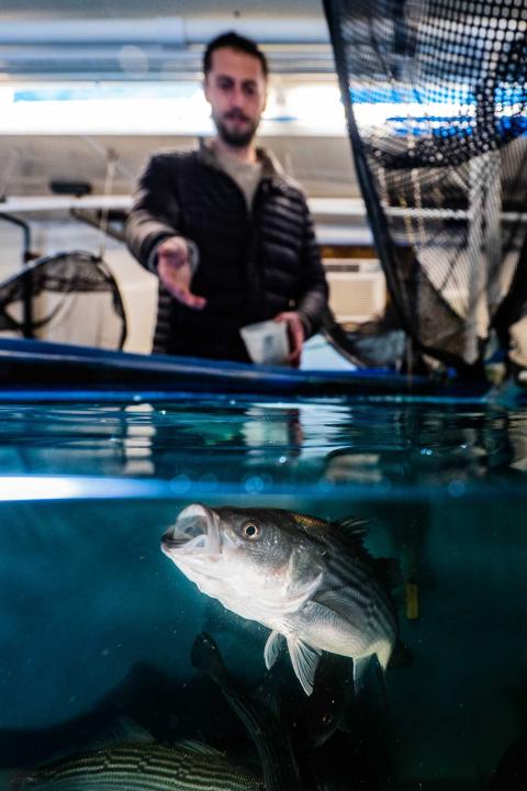 A striped bass swims with its mouth wide open to eat feed being thrown by a researcher into its tank