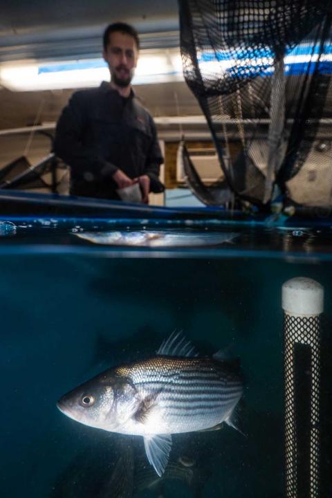 A striped bass swims by the camera in a tank, showing its characteristic silver and black stripes, while a researcher reaches into a cup to throw food to the fish