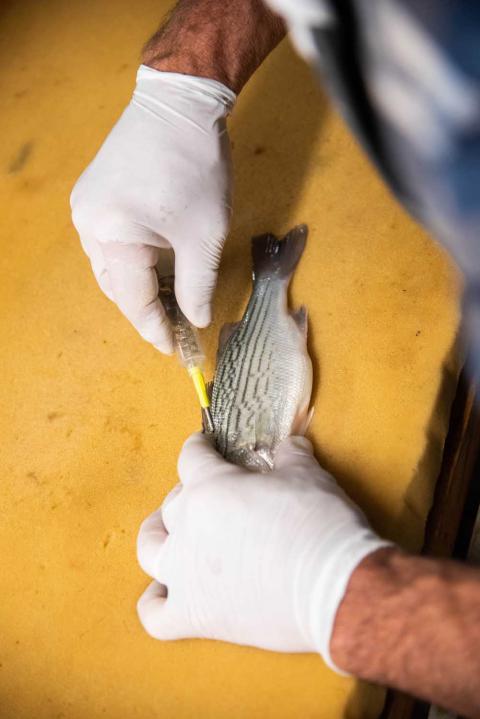 A researcher implants a tag into a juvenile striped bass using a syringe