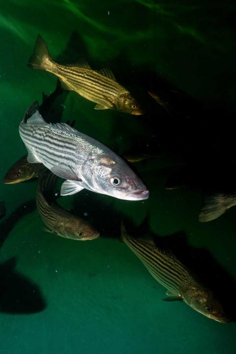 An underwater photo of striped bass swimming in a tank, silvery fish on a greenish background