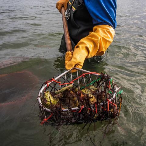An oyster farmer holds a rake full of oysters while standing in the water wearing yellow gloves