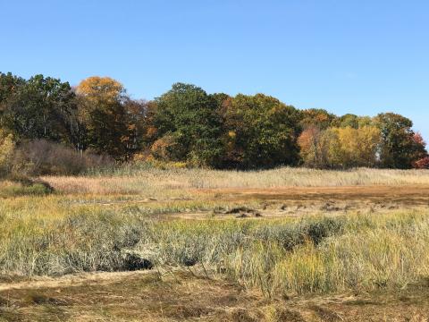 blue sky with trees in background and seagrass in foreground