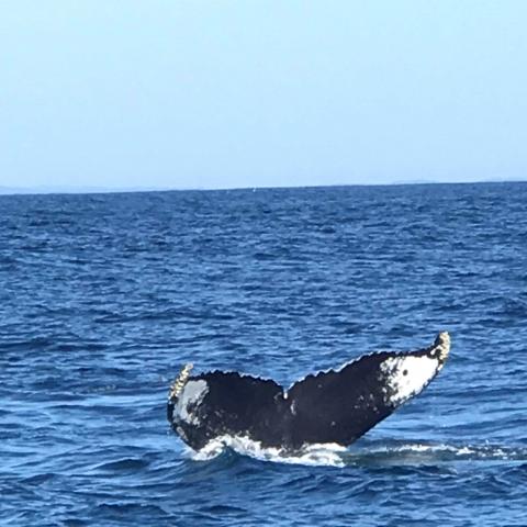 humpback whale fluke appearing above water