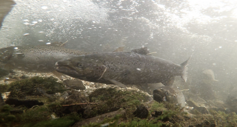 Atlantic Salmon swimming upstream in bubbly waters into Lake Champlain