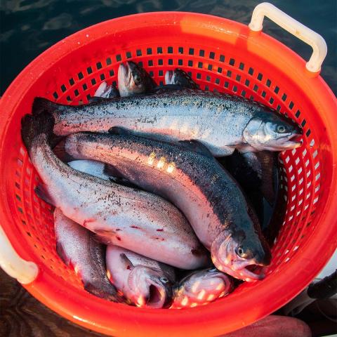 Steelhead trout harvested from an aquaculture operation in an orange basket