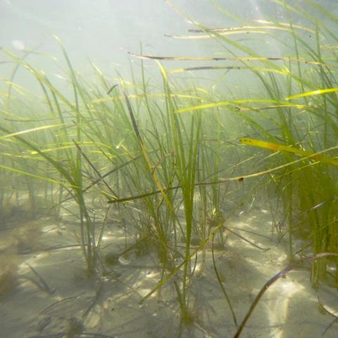 an underwater photo of an eelgrass meadow, shoots of green grass on a sandy bottom waving in water