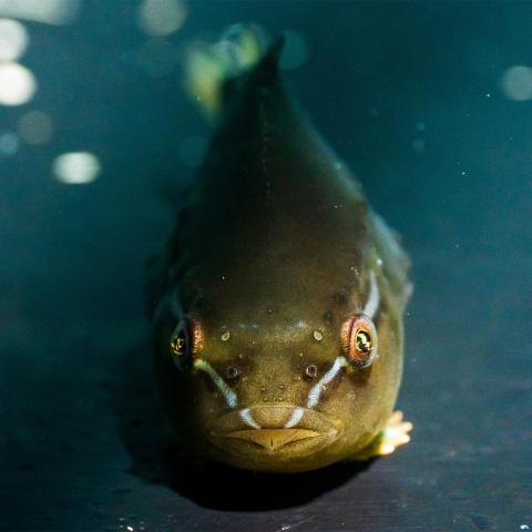 a juvenile lumpfish faces the camera directly in a tank. A small, green roundish fish with light stripes from its mouth to its back through its eyes