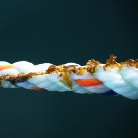 a thread seeded with algae wraps around a white and orange rope for deployment in aquaculture testing
