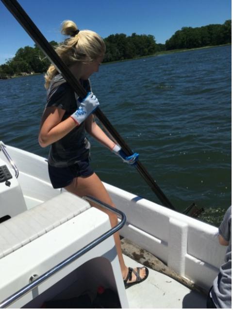 Shelly Lancaster takes a sample of oysters from Great Bay over the side of a boat using an oyster rake