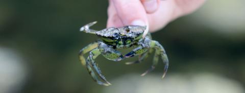 Hand holding an invasive European green crab