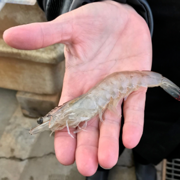 a beige shrimp held in an open hand