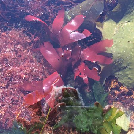 flat bladed red algae in a tide pool with other algae behind