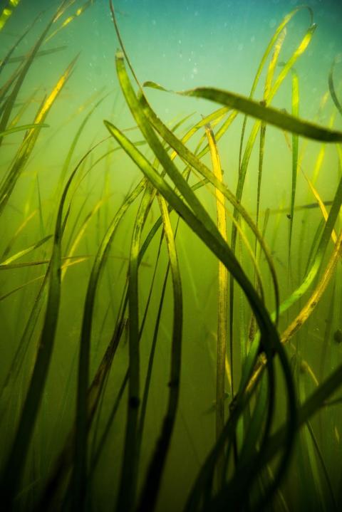An underwater photograph of eelgrass swaying in blue green water