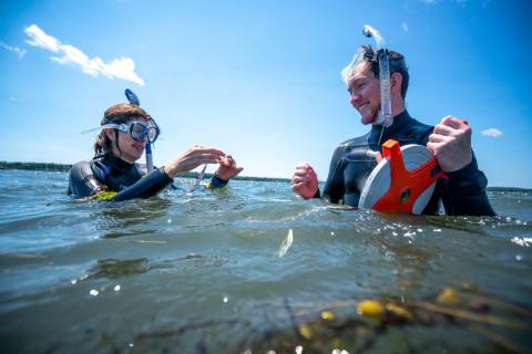 Two researchers wearing wetsuits and masks and snorkels standing in chest-deep water holding eel grass and a measuring tape