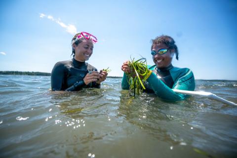 Two researchers standing in chest deep water wearing wetsuits and masks and goggles holding eel grass