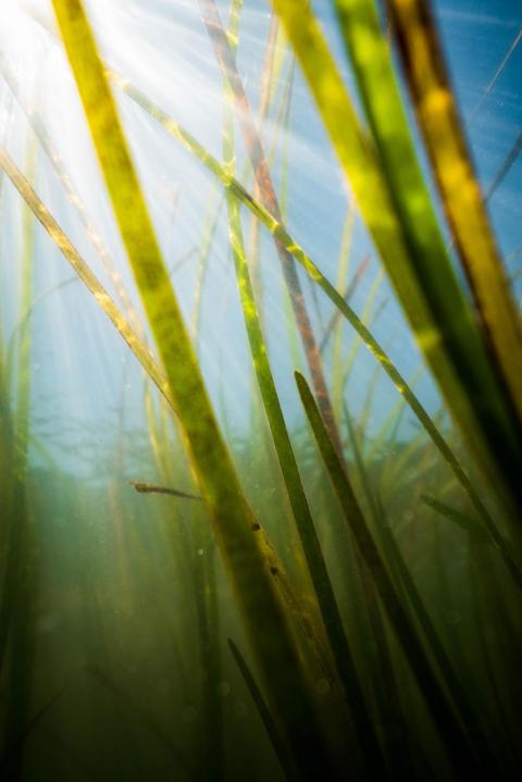 An underwater photo of light filtering through eelgrass