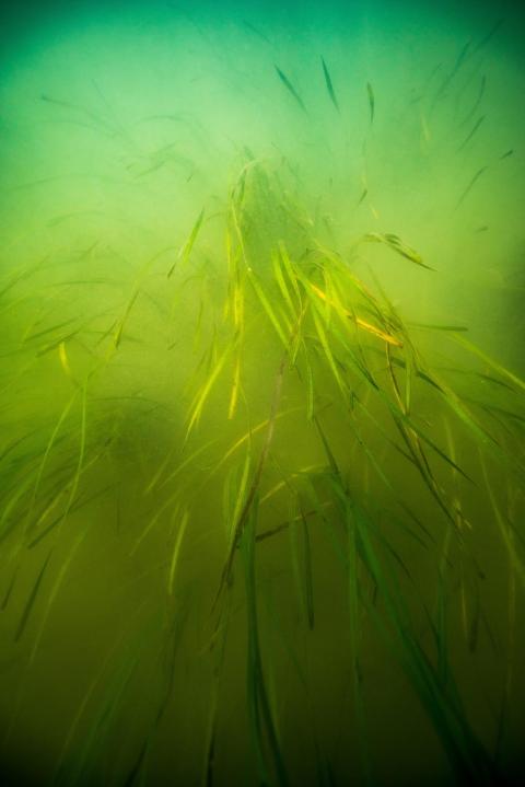 An underwater photograph looking down at an eelgrass bed in murky water