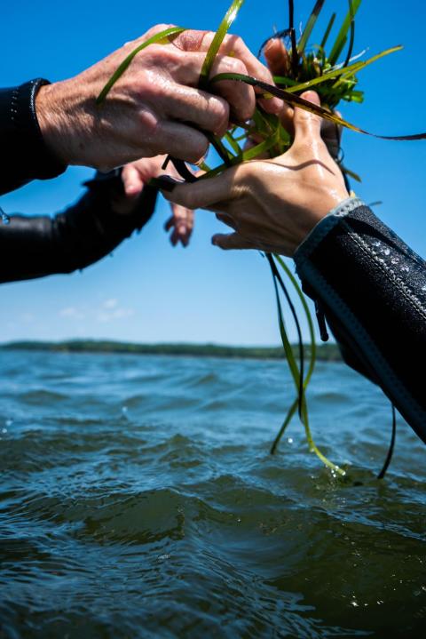 One set of hands passing a bundle or green eelgrass to another, above water and in front of a blue sky