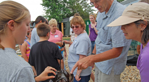 Cruise guests inspecting a horseshoe crab