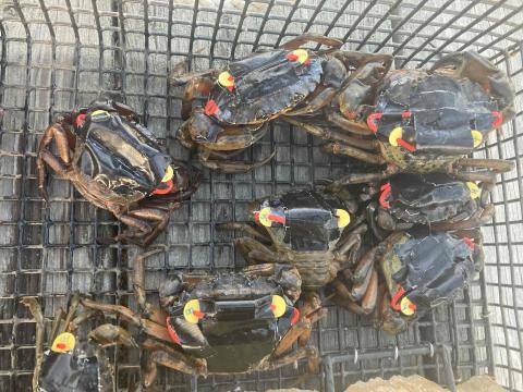 green crabs in a cage with "backpack" acoustic tags on their backs, comprising black tape and red and yellow ties to affix sensors to the crabs