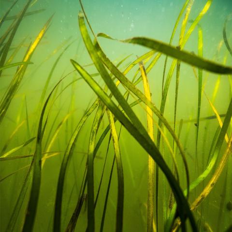 an underwater photograph of swaying green blades of eelgrass in blue green murky water